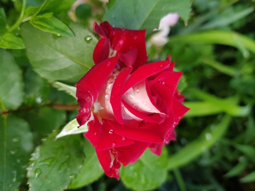 Allianz - Trandafiri 2021