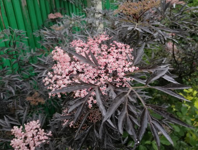  - 2021 feb martie aprilie mai