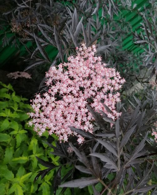  - 2021 feb martie aprilie mai