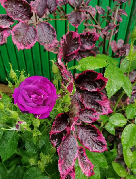  - 2021 feb martie aprilie mai