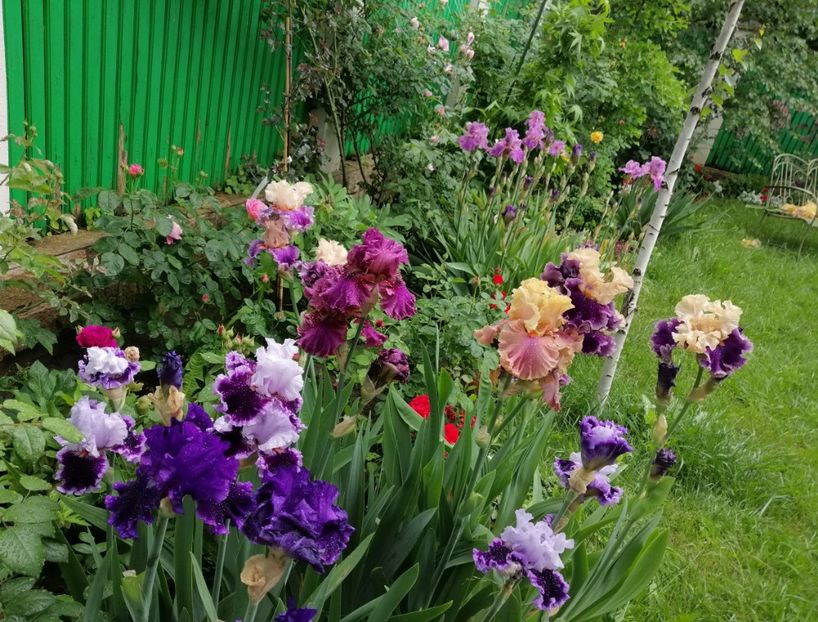  - 2021 feb martie aprilie mai