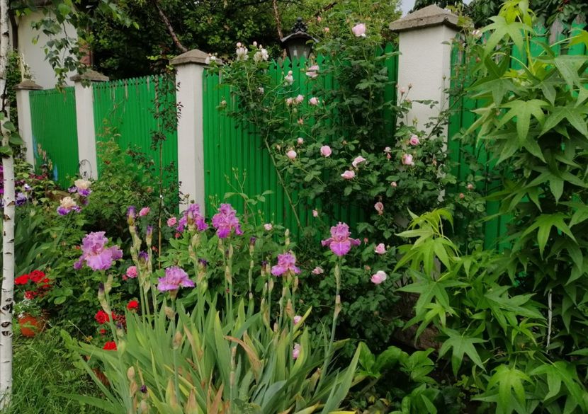  - 2021 feb martie aprilie mai