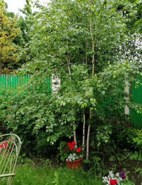  - 2021 feb martie aprilie mai