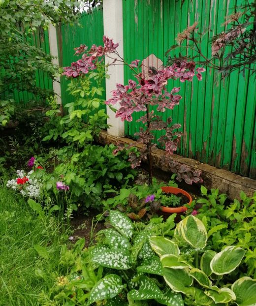  - 2021 feb martie aprilie mai