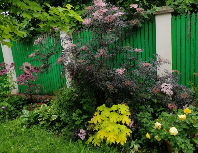  - 2021 feb martie aprilie mai