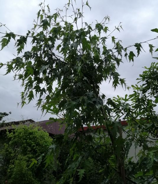  - 2021 feb martie aprilie mai