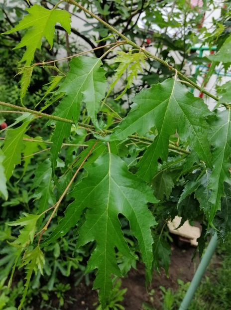  - 2021 feb martie aprilie mai