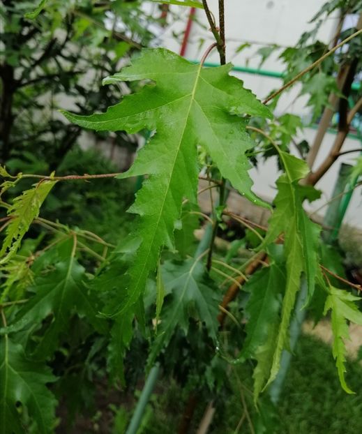  - 2021 feb martie aprilie mai