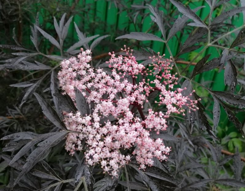  - 2021 feb martie aprilie mai