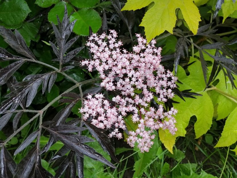  - 2021 feb martie aprilie mai