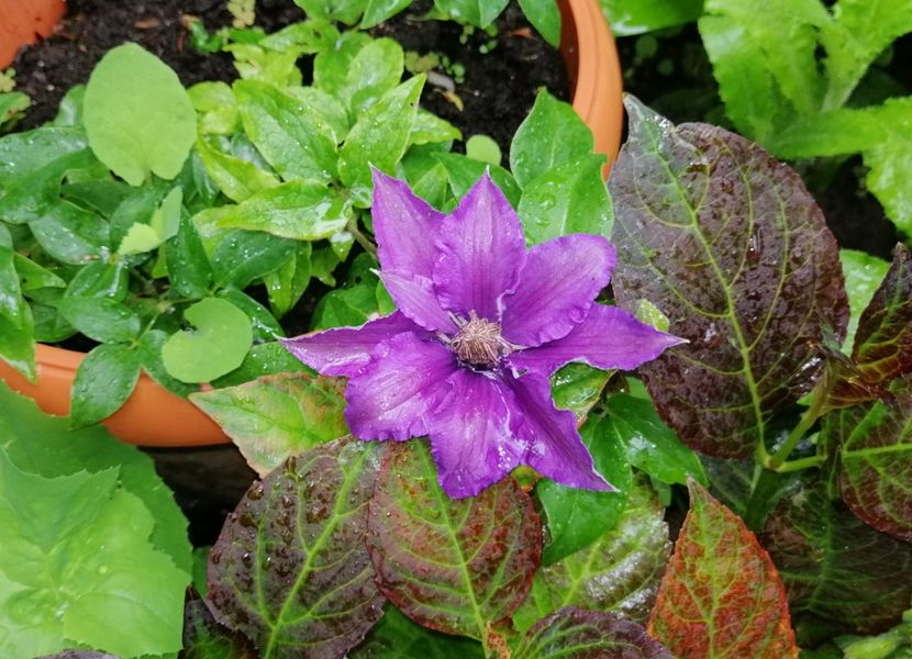  - 2021 feb martie aprilie mai