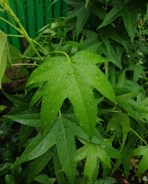  - 2021 feb martie aprilie mai