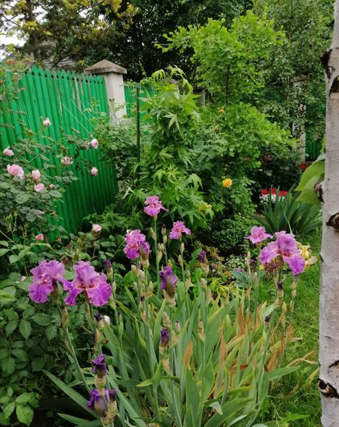  - 2021 feb martie aprilie mai