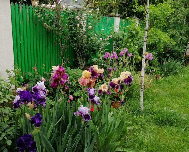  - 2021 feb martie aprilie mai