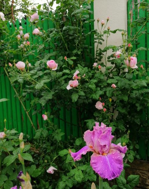  - 2021 feb martie aprilie mai