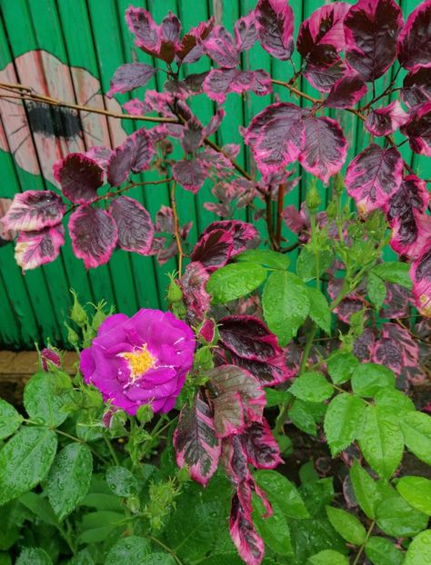  - 2021 feb martie aprilie mai