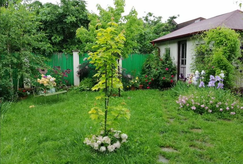  - 2021 feb martie aprilie mai