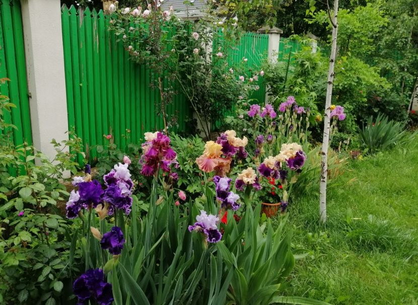  - 2021 feb martie aprilie mai