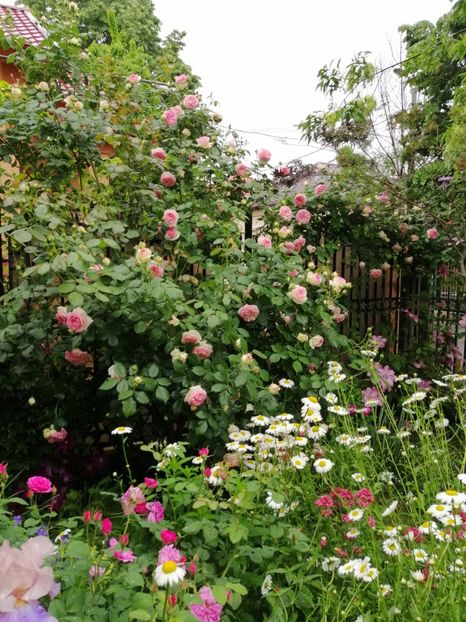  - 2021 feb martie aprilie mai