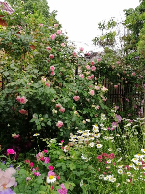  - 2021 feb martie aprilie mai