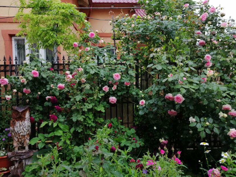  - 2021 feb martie aprilie mai