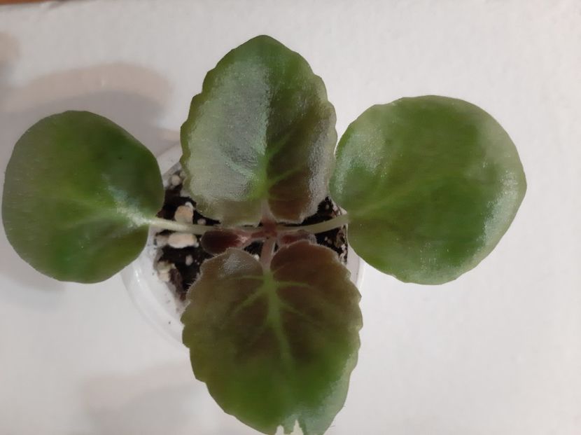 LE Parisian Secrets 15 rez - 01 Disponibile Iunie 2021