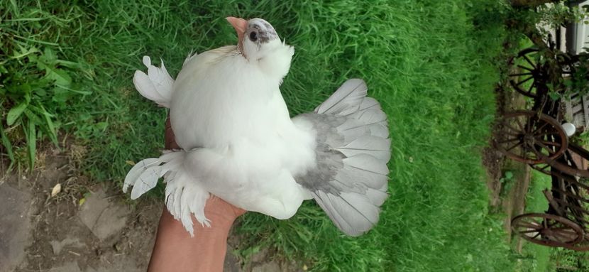  - NORDCAUCAZIAN cu coada rosie red tail pigeons