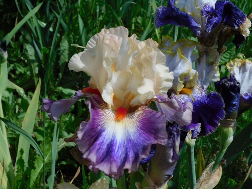 Tango express - -Irisi 2021