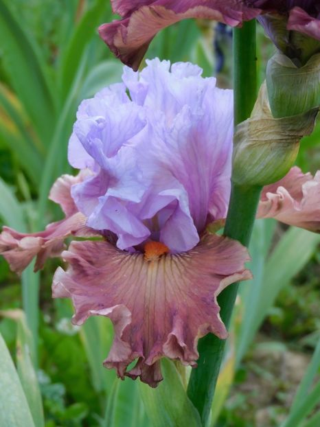 Adoree - -Irisi 2021