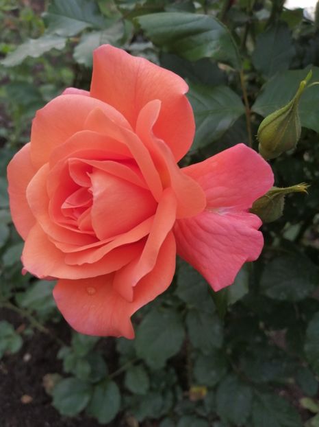  - Westerland parfumat urcator