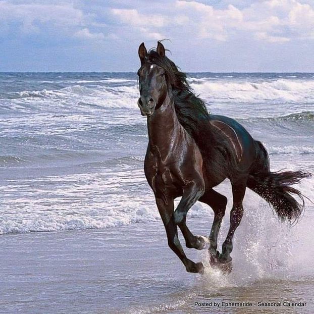  - Cai animale nobile