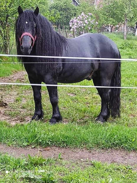  - Cai animale nobile
