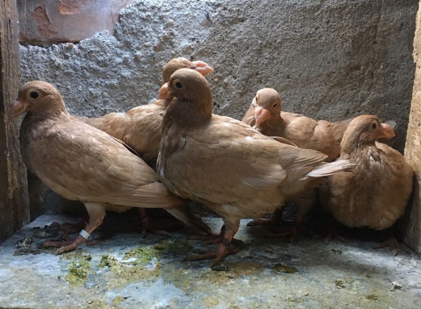  - Pui și tineret