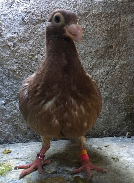  - Pui și tineret