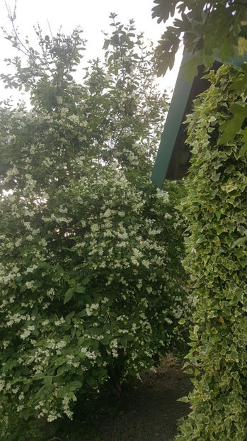 philadelphus coronarius - Gradina si terasa PrimaLuce_8-Hello 2021