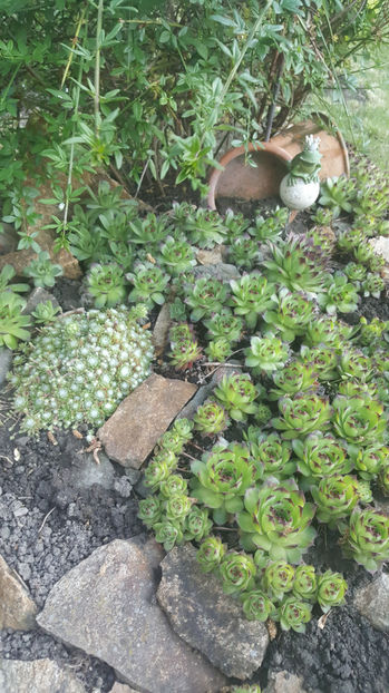 sempervivum mix - Gradina si terasa PrimaLuce_8-Hello 2021