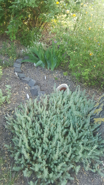 sedum rupestre - Gradina si terasa PrimaLuce_8-Hello 2021