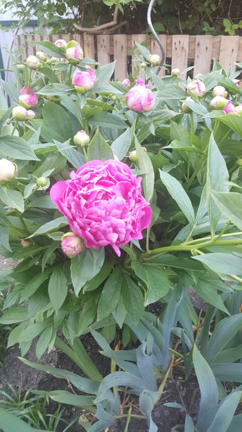 paeonia pink - Gradina si terasa PrimaLuce_8-Hello 2021