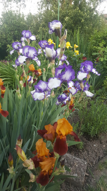 iris germanica mix - Gradina si terasa PrimaLuce_8-Hello 2021
