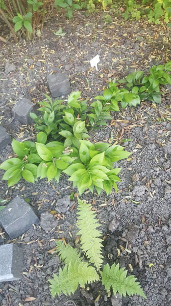 ruscus hypoglossum - Gradina si terasa PrimaLuce_8-Hello 2021
