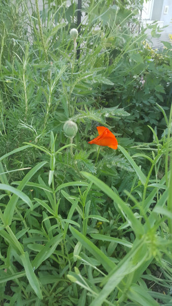 papaver orientale - Gradina si terasa PrimaLuce_8-Hello 2021