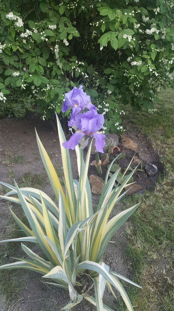 iris germanica variegata - Gradina si terasa PrimaLuce_8-Hello 2021
