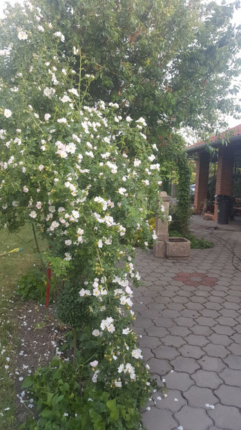rosa canina(maces) - Gradina si terasa PrimaLuce_8-Hello 2021