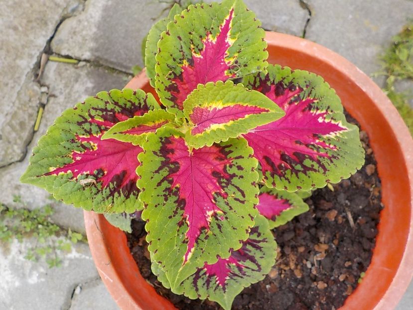  - coleus