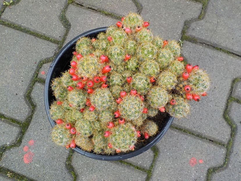  - mammillaria prolifera