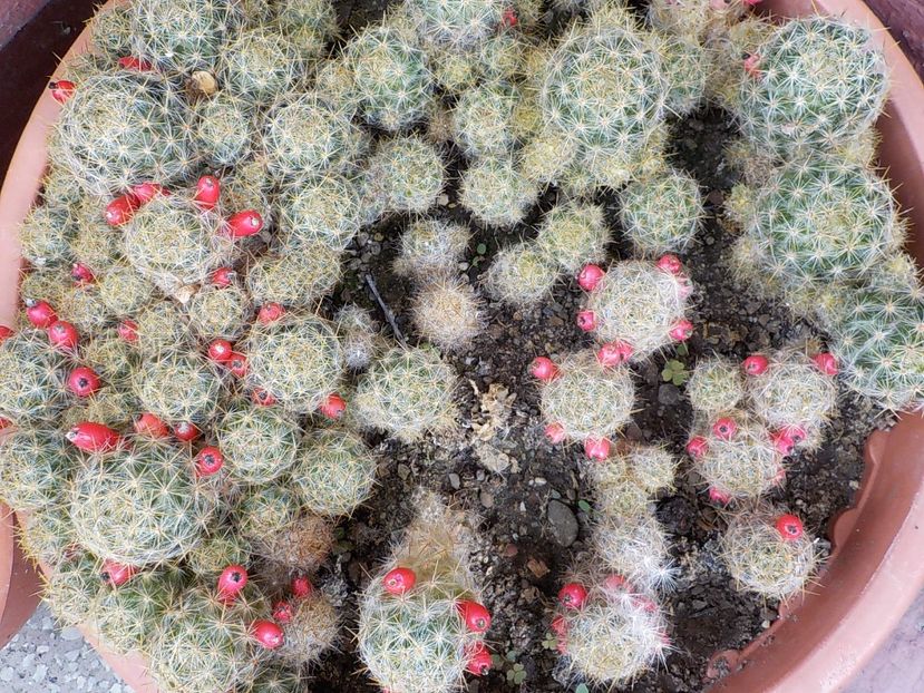 - mammillaria prolifera
