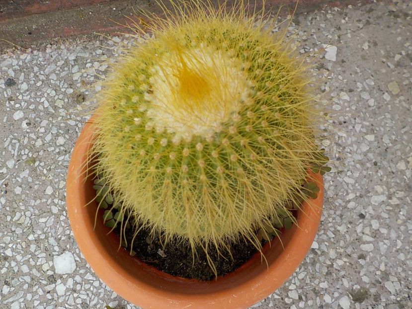  - Genul Notocactus