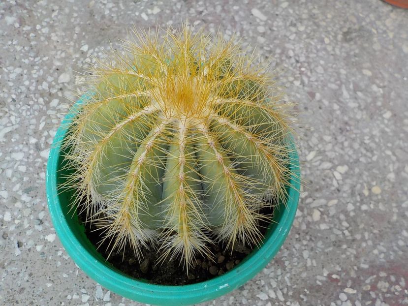  - Genul Notocactus