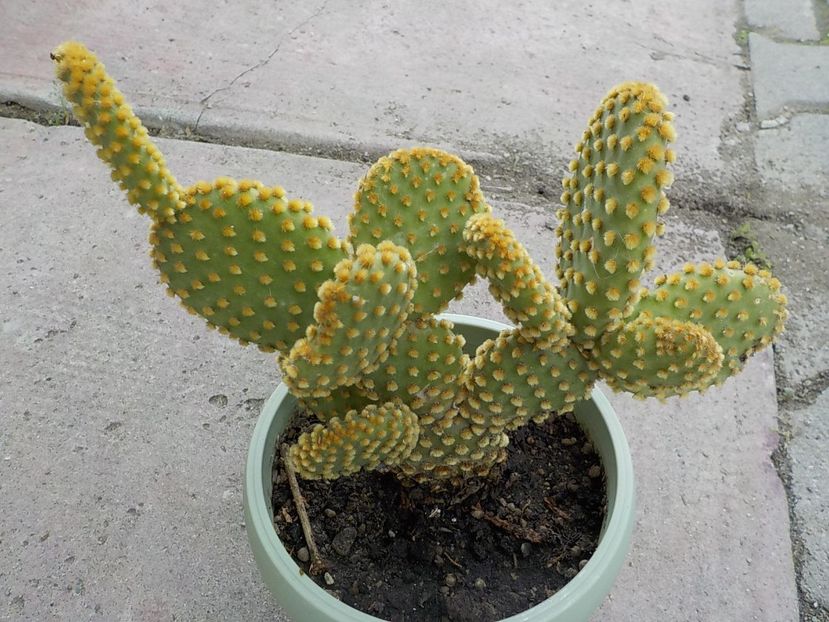  - opuntia microdasys