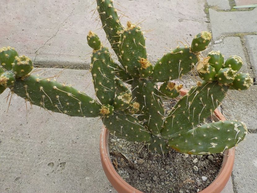  - opuntia quitensis 2021